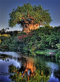Animal Kingdom's Tree of Life