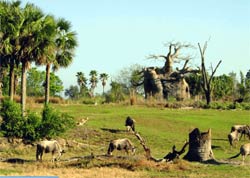 The Kilimanjaro Safaris Expedition