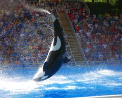 Sea World Orlando