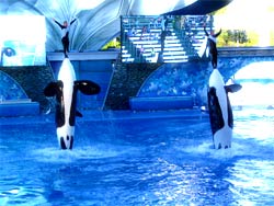 Shamu's Believe!